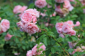 Delicate pink roses in the park in summer