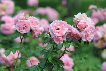 Delicate pink roses in the park in summer