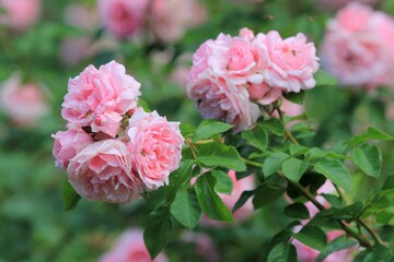 Delicate pink roses in the park in summer