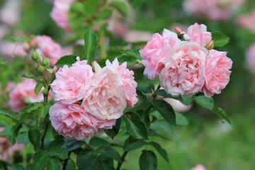 Delicate pink roses in the park in summer