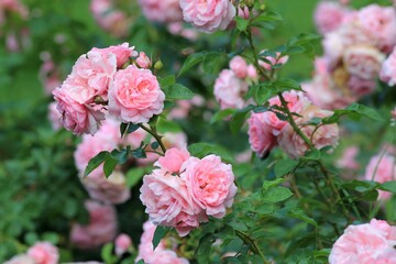 Delicate pink roses in the park in summer