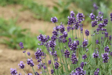 ラベンダーの花