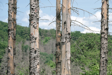 Einzelne abgestorbene Bäume bei großer Hitze im Sommer mit Waldbrandgefahr und toter Wald im...