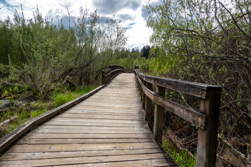 Obraz premium view of a wooden bridge in a swamp marshland on an overcast day in the pacific northwest