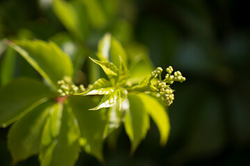 close up of a yellow flower