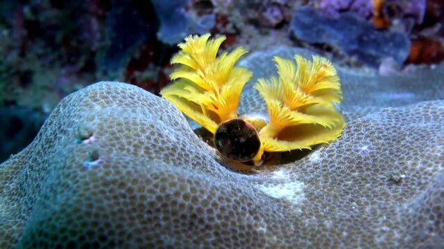 
Yellow Christmas Tree Worms (Spirobranchus giganteus) Emerging from its Tube - Philippines