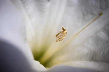 inner part of datura flower, angel trumpet. macro photo.
