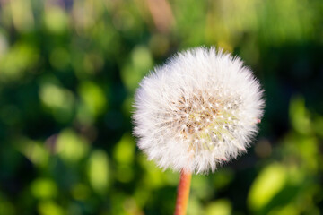 Fluffy dandelion flower against green natural blurred background