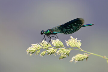 Banded demoiselle (Calopteryx splendens) sitting on a grass on blurred background. Dark blue dragonfly at summer