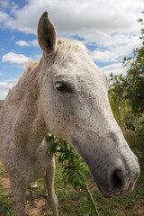Beautiful white and brown mare looking straight ahead. Large mammalian animal. Equine with blond fur.