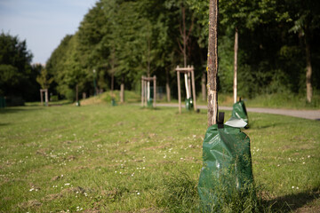 plastic bag with water fixed at a tree to water the tree permanently, irrigation bag