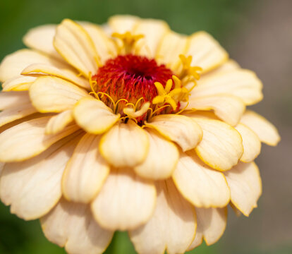 Zinnia, These Hot-weather Favorites Produce Flowers From Early Summer To Fall. Macro Photograph. 