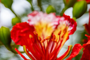 Royal Poinciana Tree closeup of buds