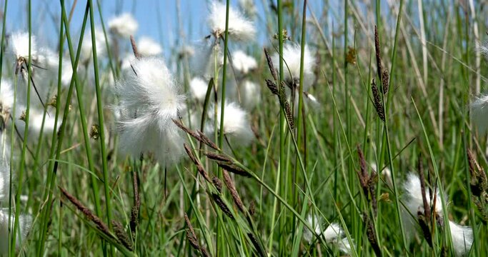 4K footage of the fluffy white cotton heads of Eriophorum angustifolium found on the moorland of the Gower Peninsular. This dreamy cotton grass plant thrives in open wetland, heath or moorland