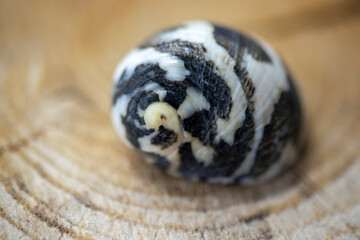 Sea snail shell with zebra print, black and white color. close. fibonacci golden ratio