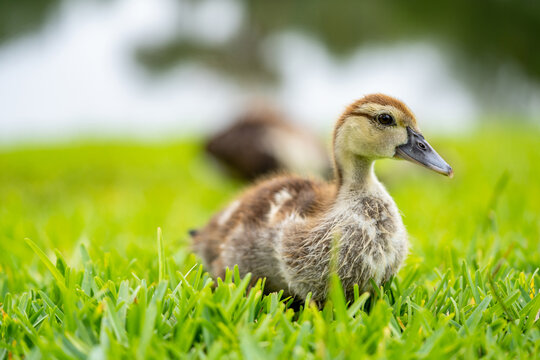 Photo of a young duck on a field of grass