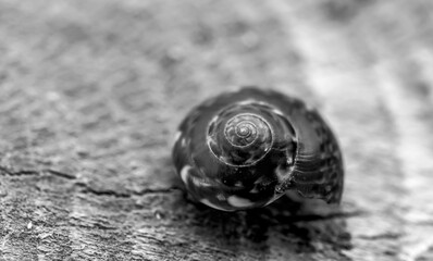 Sea snail shell with zebra print, black and white color. close. fibonacci golden ratio. b&w