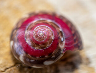 shell of sea snail containing red color. close-up. fibonacci golden ratio - obrazy, fototapety, plakaty