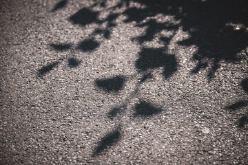 shadow of flowers and leaves on asphalt