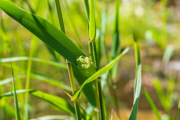 Hyla arborea - Green tree frog on a stalk. The background is green. The photo has a nice bokeh.