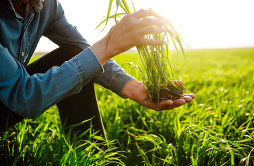 Young Green wheat seedlings in the hands of a farmer. Male farmer looking at the produce before...