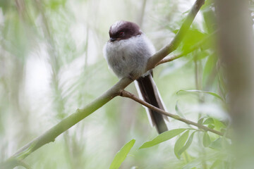 Orite Mésange à longue queue Aegithalos caudatus  juvénile en gros plan