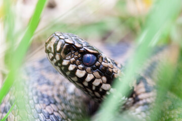 Vipère péliade Vipera berus en mode portrait en gors plan