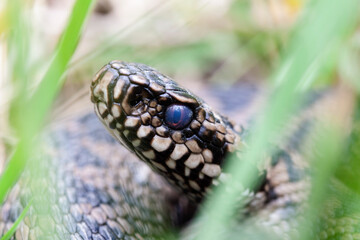 Vipère péliade Vipera berus en mode portrait en gors plan