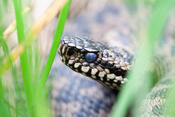 Vipère péliade Vipera berus en mode portrait en gors plan
