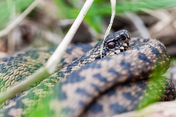 Vipère péliade Vipera berus en mode portrait en gors plan