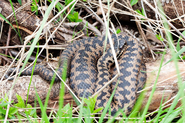 Vipère péliade Vipera berus en mode portrait en gors plan