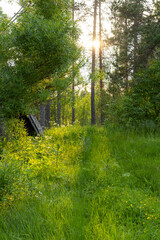 Finnish summer evening with setting sun
