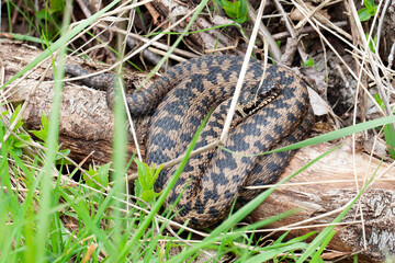 Vipère péliade Vipera berus en mode portrait en gors plan