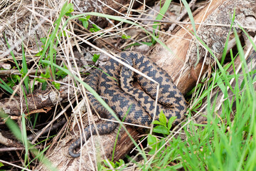 Vipère péliade Vipera berus en mode portrait en gors plan