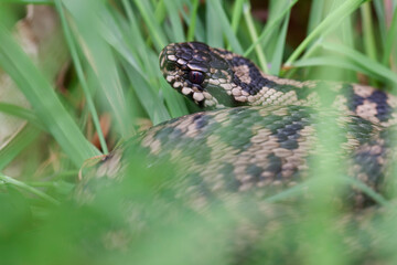 Vipère péliade Vipera berus en mode portrait en gors plan
