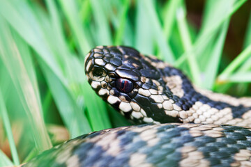 Vipère péliade Vipera berus en mode portrait en gors plan