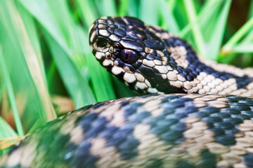 Vipère péliade Vipera berus en mode portrait en gors plan