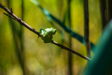 Hyla arborea - Green tree frog on a stalk. The background is green. The photo has a nice bokeh.