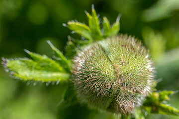 eine geschlossene Mohnblüte