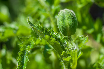 eine geschlossene Mohnblüte