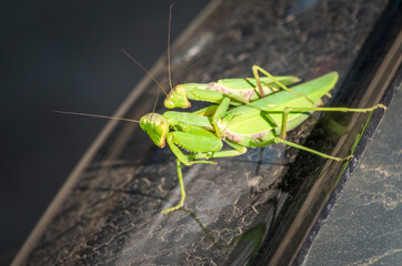 Mating of a pair of praying mantises. Close up of pair of European mantis or Praying mantis copulating in nature.