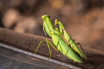 Mating of a pair of praying mantises. Close up of pair of European mantis or Praying mantis...