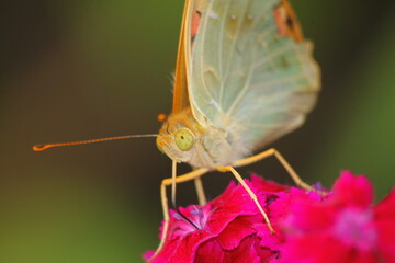 butterfly on a flower