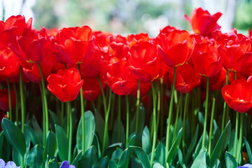 Obraz premium Red beautiful tulips field in spring time with sun rays