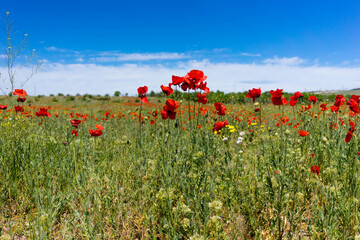 
Poppy meadow in Bakhchisaray region.