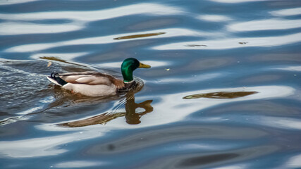 Obraz premium Duck on the lake