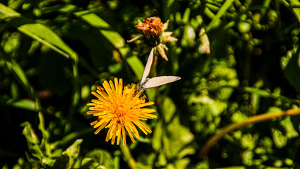 Dandelion