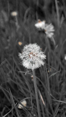dandelion head B/W