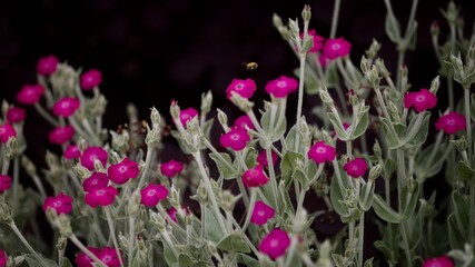 Rose Campion Flowers