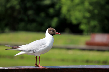Fototapeta premium Seagull sitting on a wooden railing in summer park